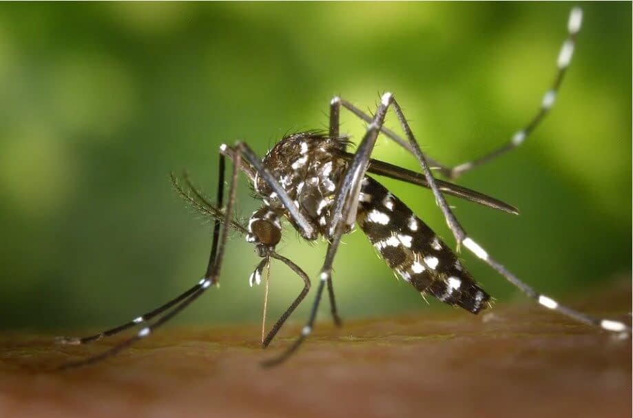 An insect that carries tropical diseases.