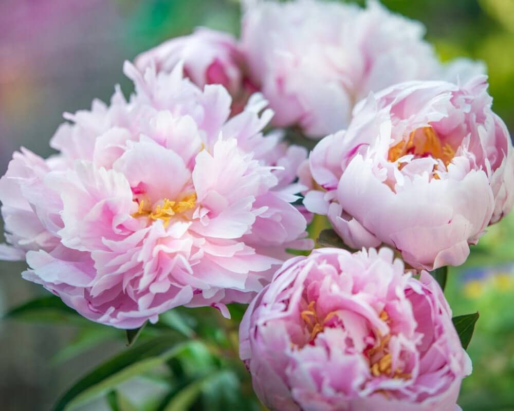 pink and yellow roses in a garden