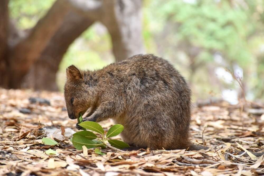 a quokka eating a leaf
