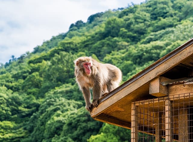 A monkey on the roof of a wooden building at Iwatayama monkey park