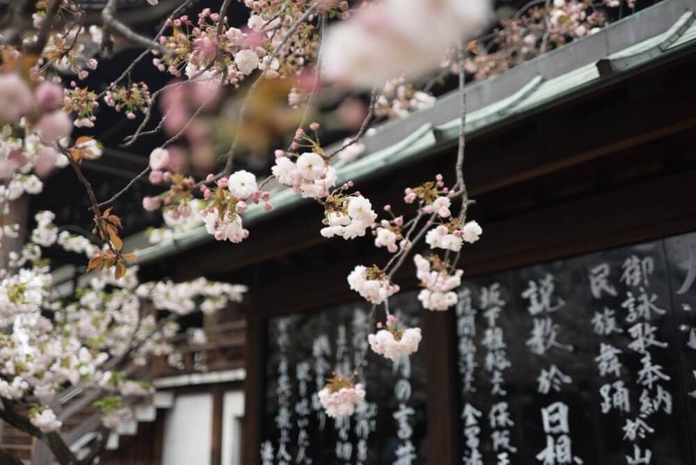 cherry blossom on top of a Japanese shrine
