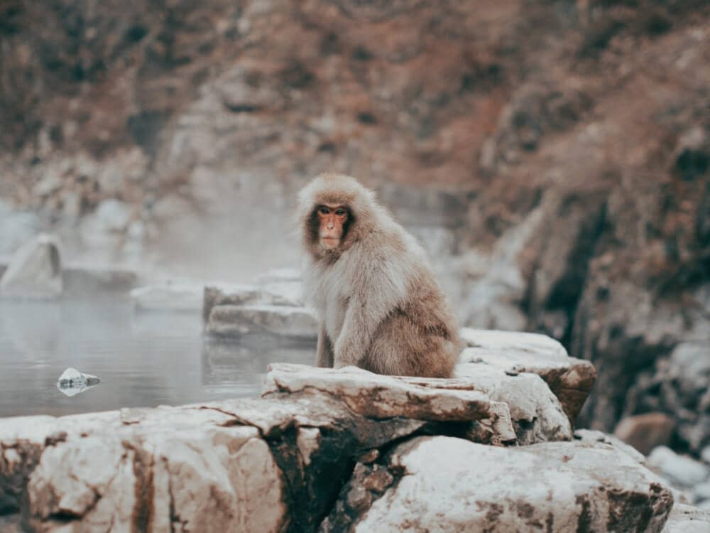 a snow monkey sitting in a hot spring
