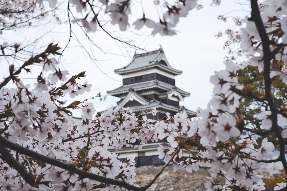 matsumoto-castle-and-cherry-blossom-trees