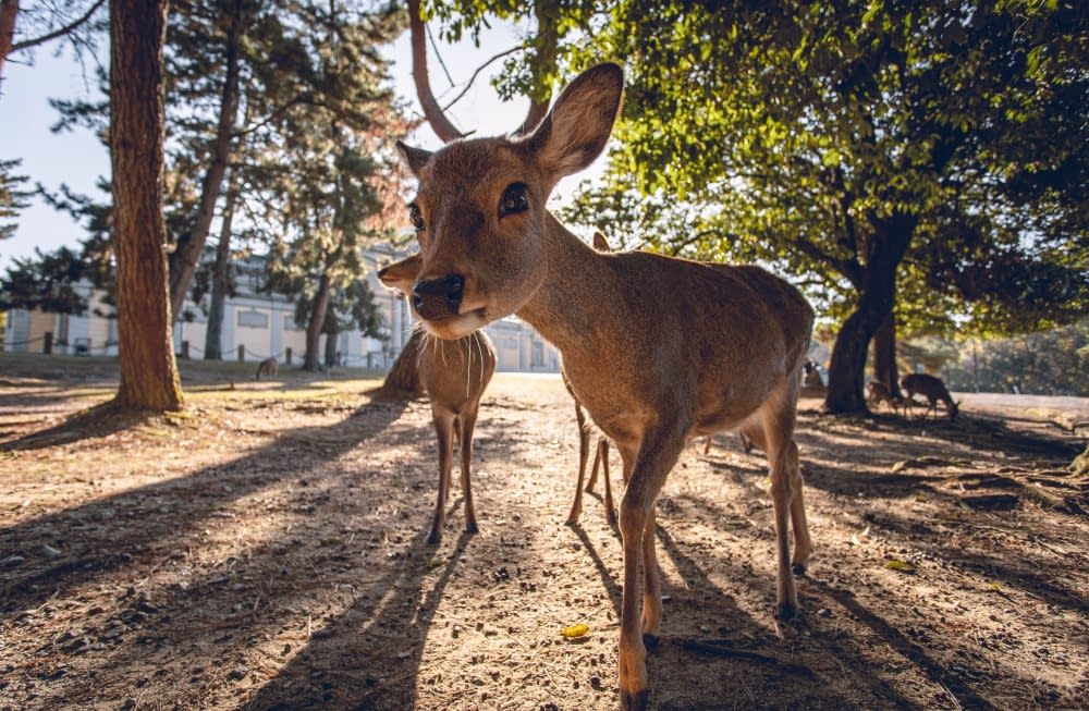 nara-park-deer-looking-into-camera