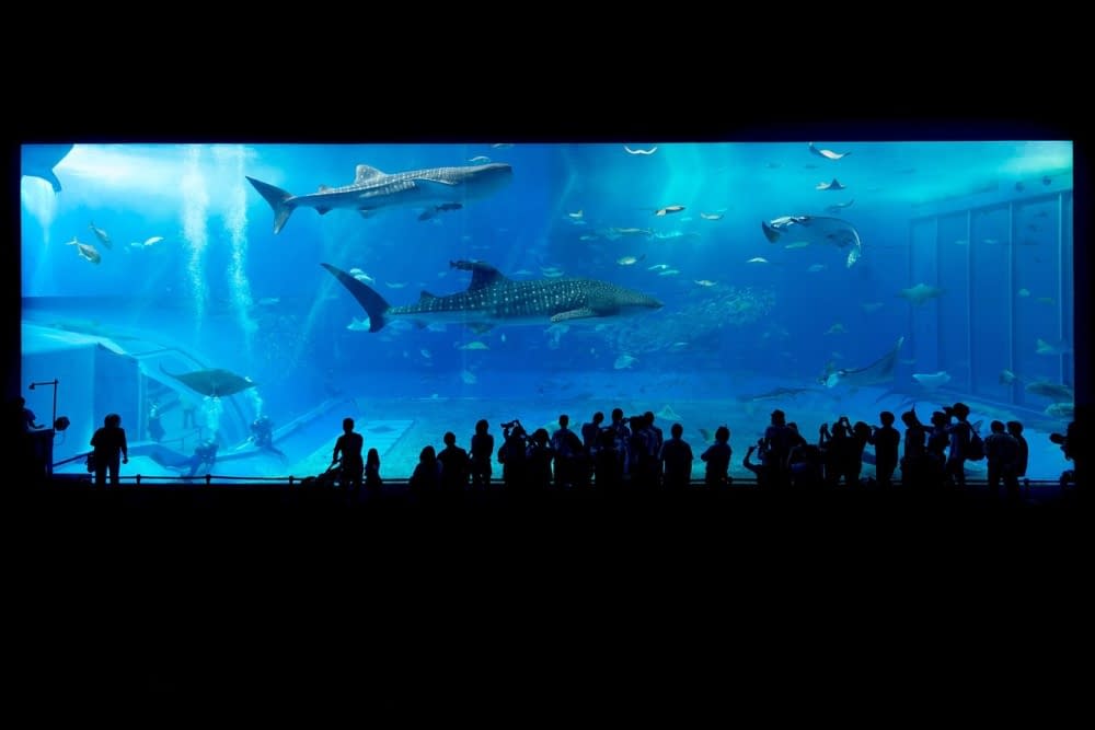 okinawa-aquarium