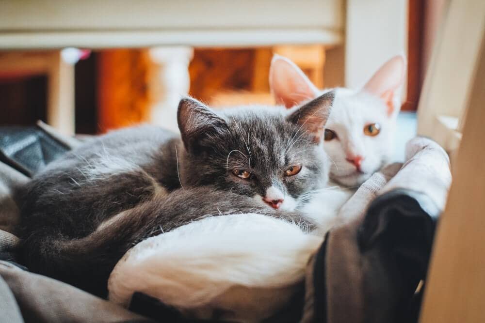 a dark grey cat and white cat