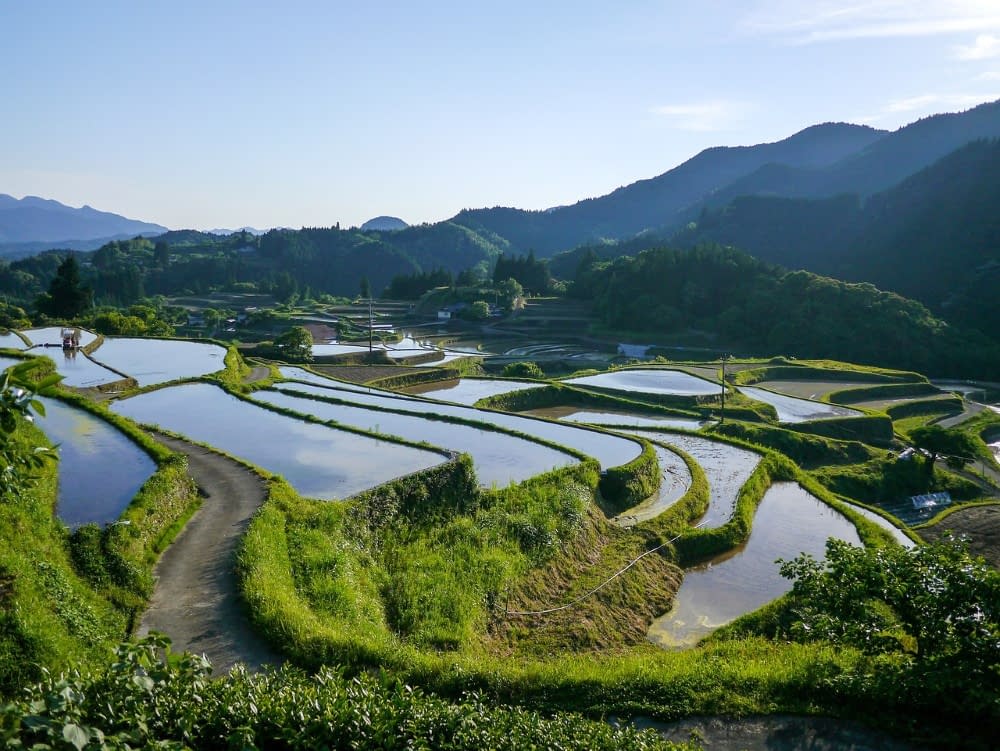 japanese rice fields with forests and hills in the background