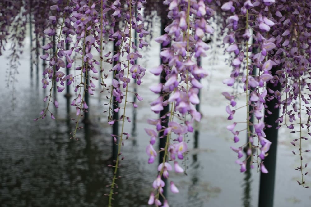 japanese wisteria plants hanging down