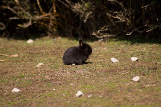 a black rabbit sat on a grassy field