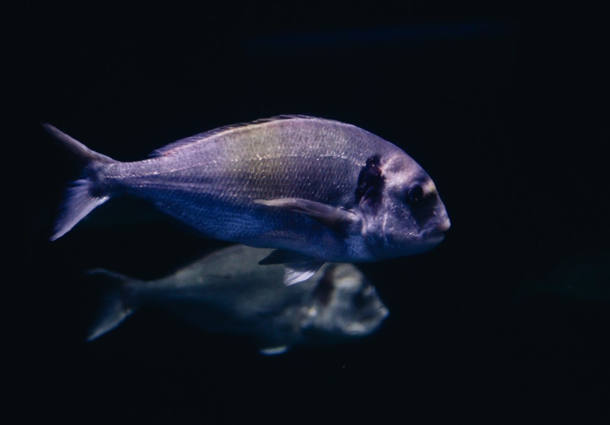 a sea bream fish swimming in dark water