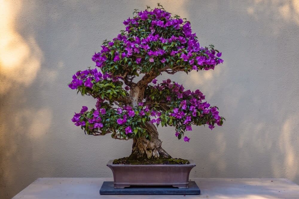 a bonsai tree with purple flowers