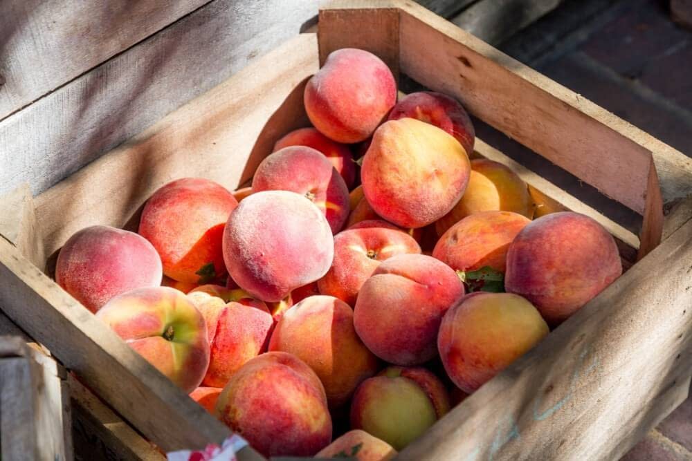 a basket of peaches outside