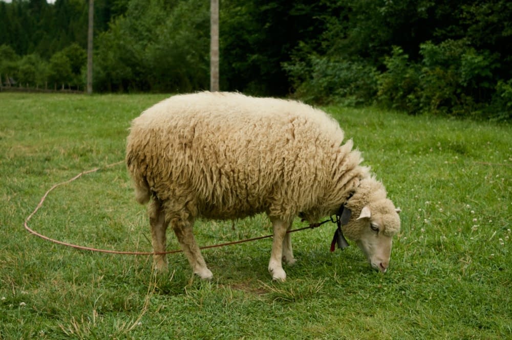 a sheep with a rope and bell tied to its neck, stood in a green field with trees in the background