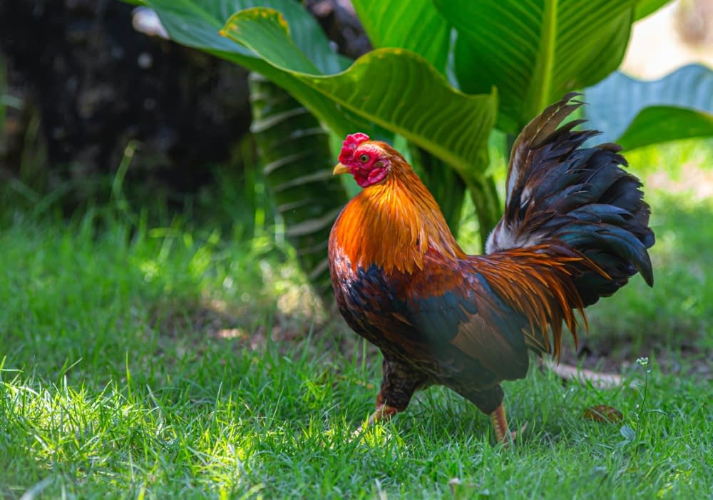a rooster stood on grass with plants in the background