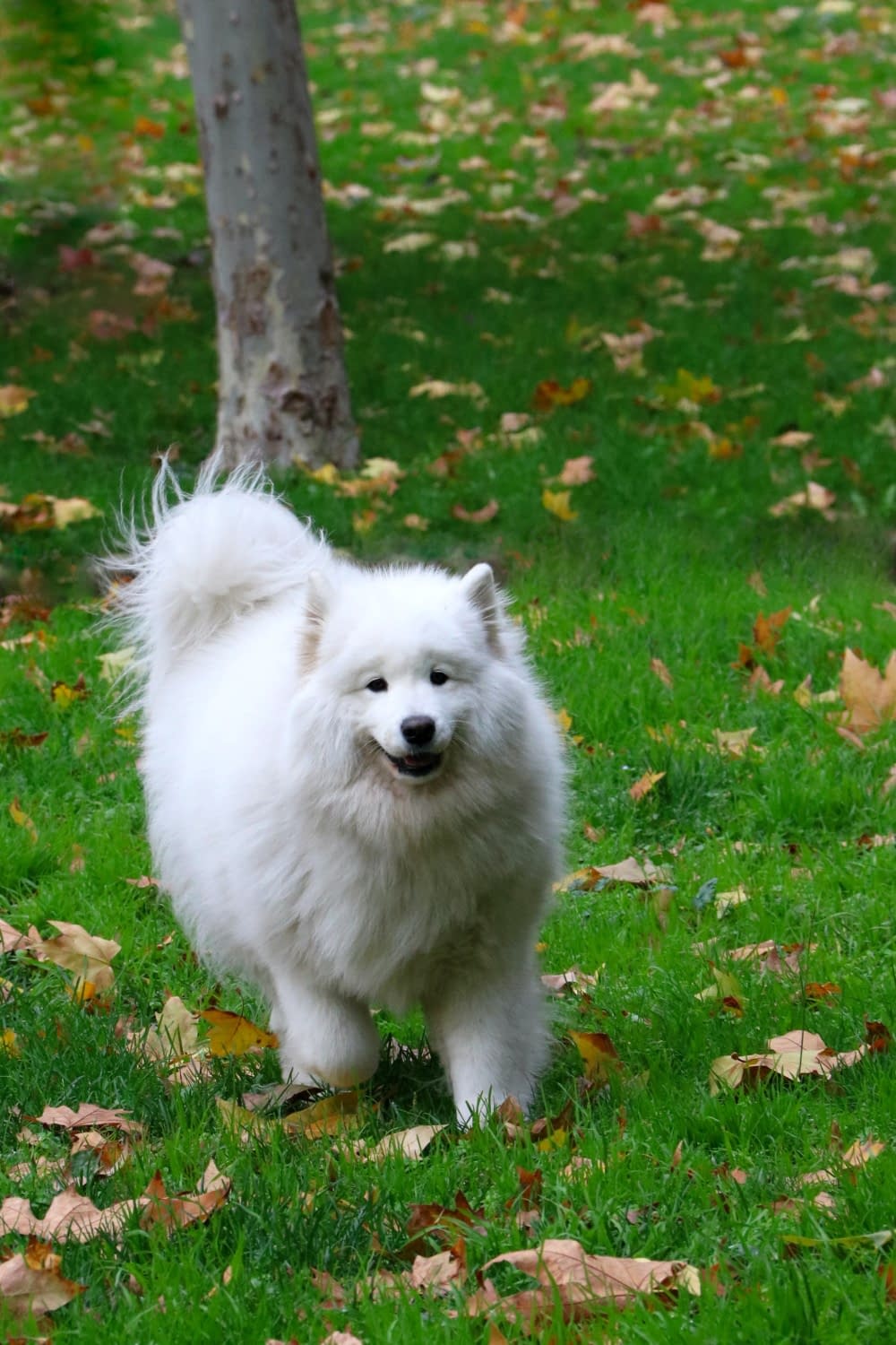 a white fluffy dog stood on some grass with leaves on with a tree in the background