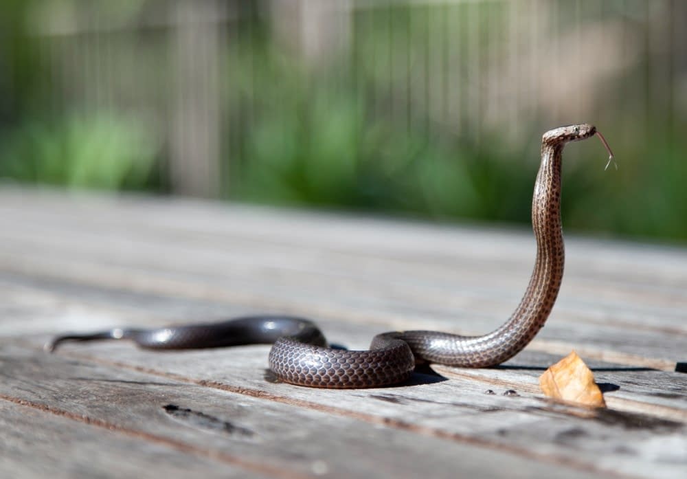 a snake on a wooden decking with grass in the background