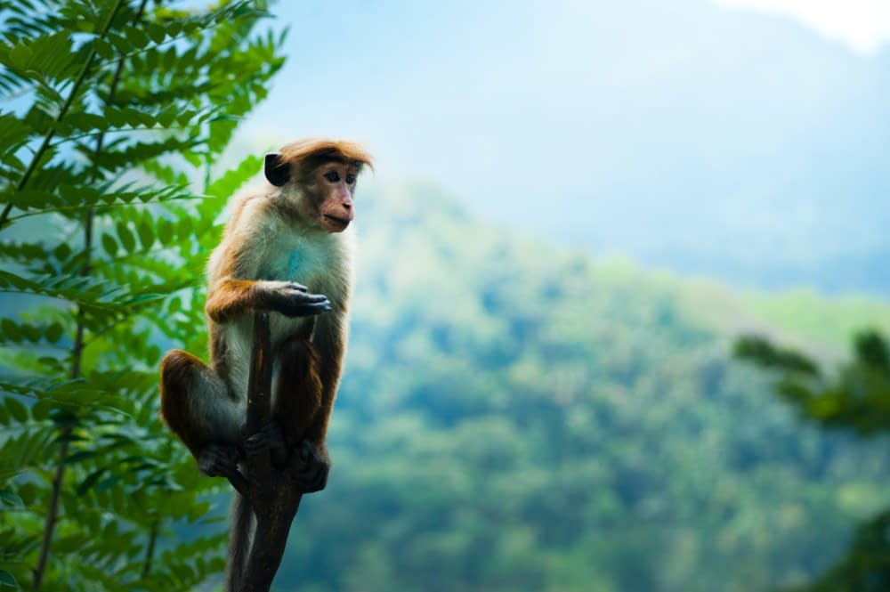 a monkey perched on a branch with trees and leaves in the background