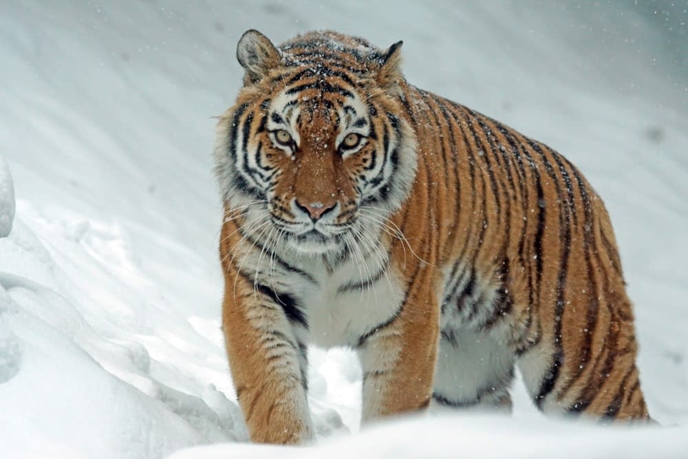 a tiger on a snowy hillside