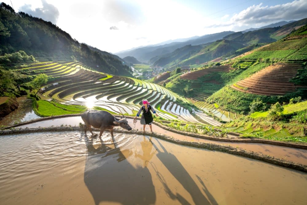 an ox being pulled by a woman on a rice field terrace in asia