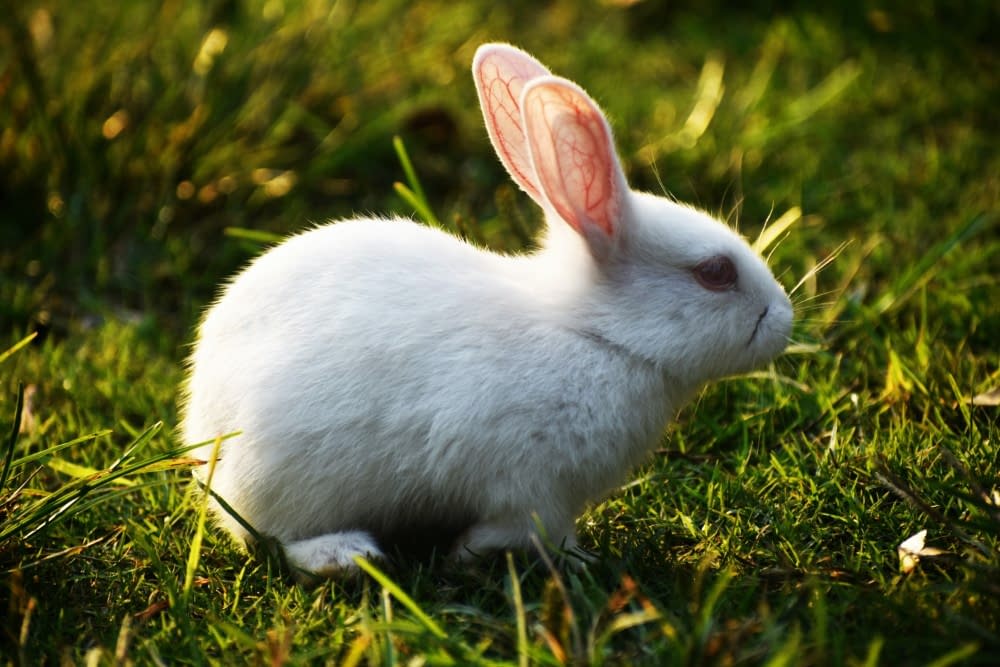 a rabbit surrounded by grass